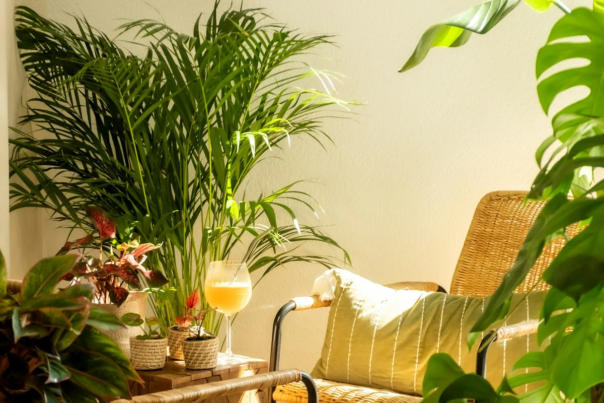 Rincón interior con plantas de hoja ancha a la luz